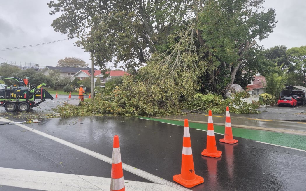 Trees down in Auckland as storm hits