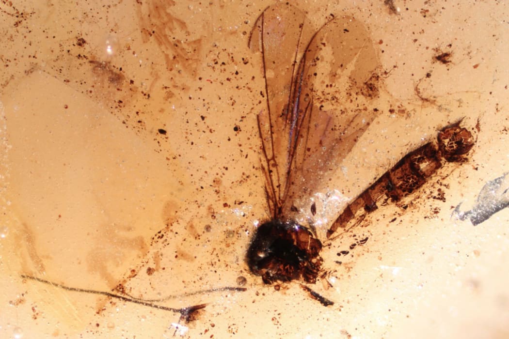 A tiny fly captured in amber.