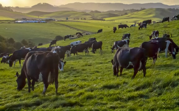 Grazing cows in green meadow of hilly countryside during sunset in new zealand