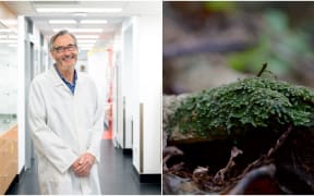 Richard Espley (left), a scientist at Plant and Food Research, has been looking into the compounds found in a native liverwort called Wairuakohu (right).