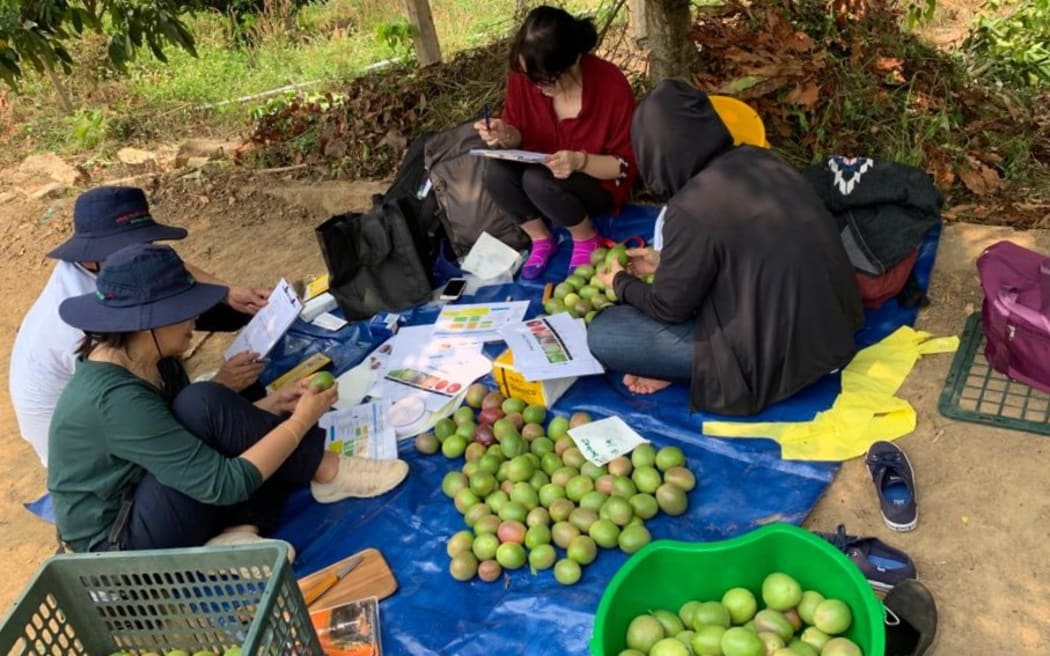 The Plant and Food Research team assesses fruit quality in Vietnam.
