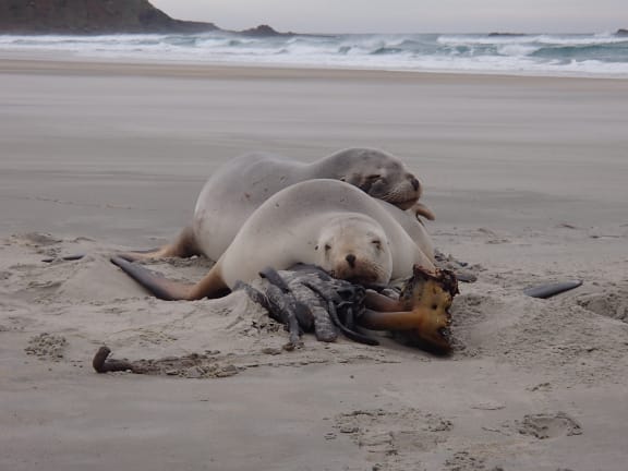 Two female sea lions asleep at Sandfly Bay on the Otago Peninsula.
