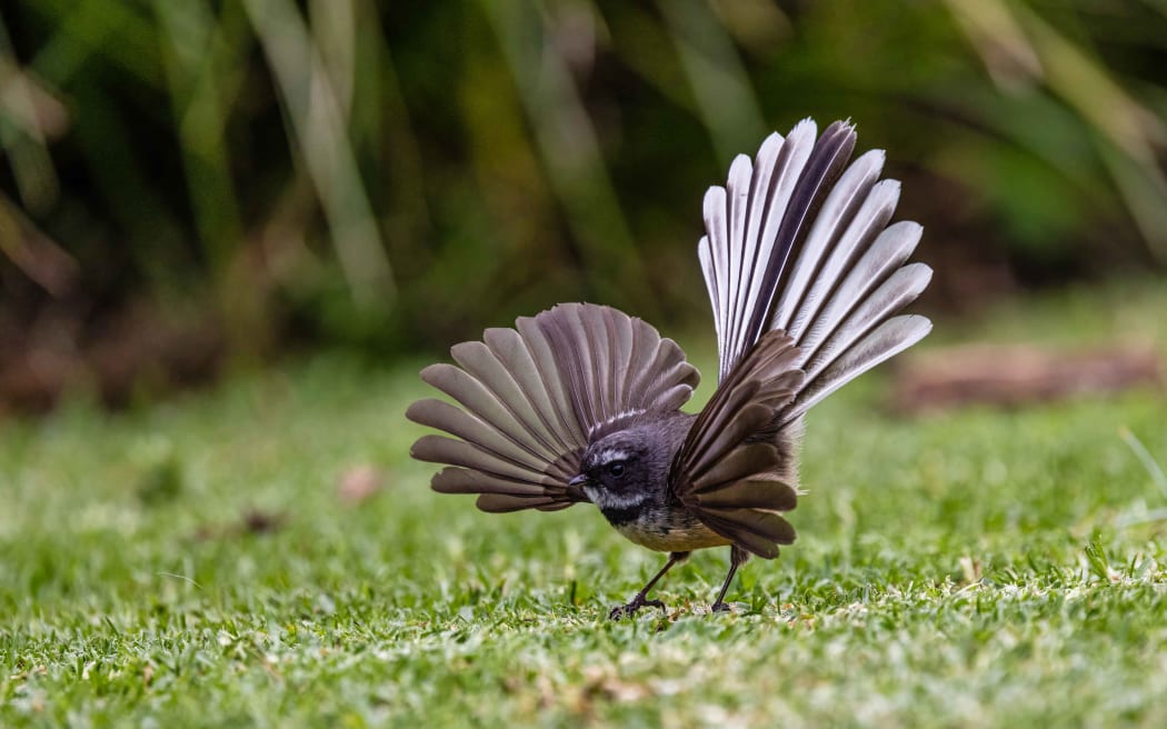 Pīwakawaka (fantail) about to take off in the backyard.