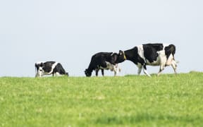 Cows grazing on grass. (File photo)