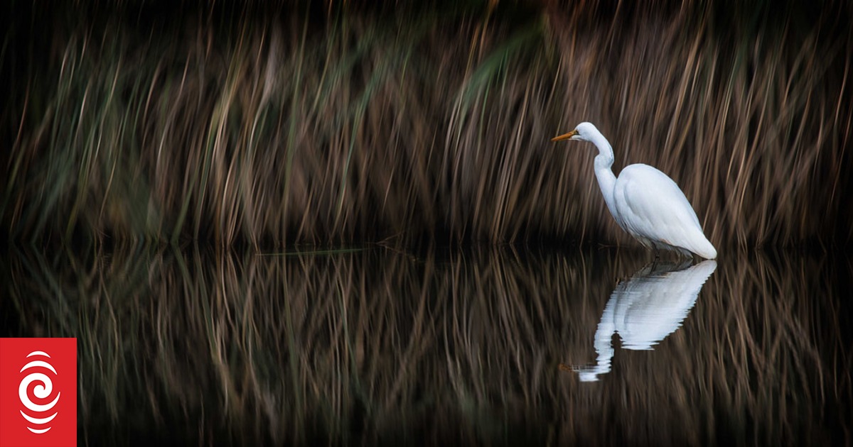 Three fines issued after nearly 60 native birds killed - DOC documents - Vimarsana News