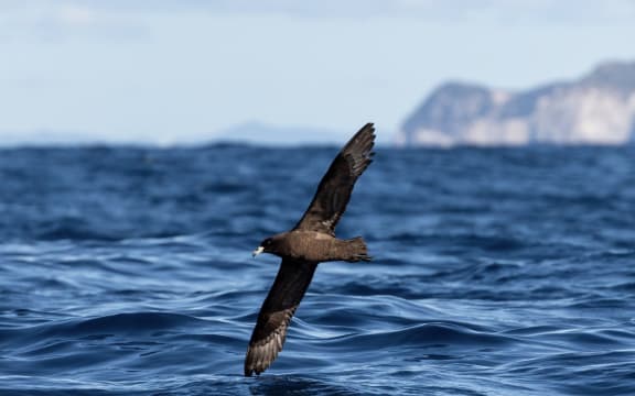 An adult black petrel cruises over the waters of the Hauraki Gulf.
