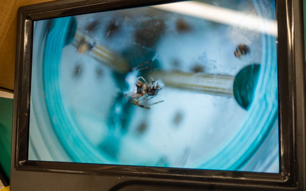 An image of a monitor screen, showing a small spider consuming a tiny bug.