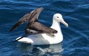 A rare northern royal albatross.