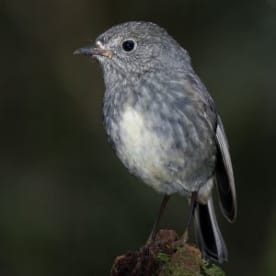 Photo for Toutouwai
