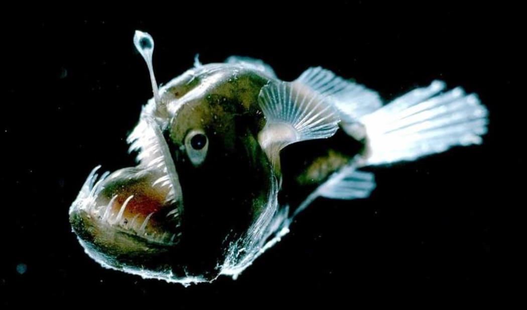 Anglerfish.