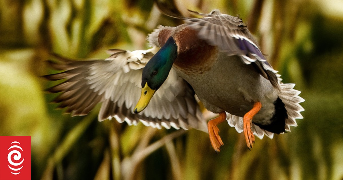 Duck hunting season begins with first wheelchair-accessible maimai - Vimarsana News