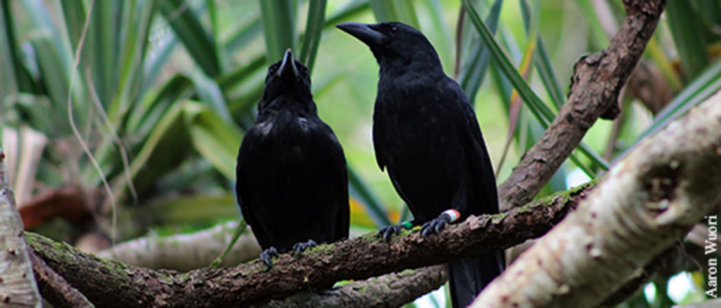 The Marianas Crow