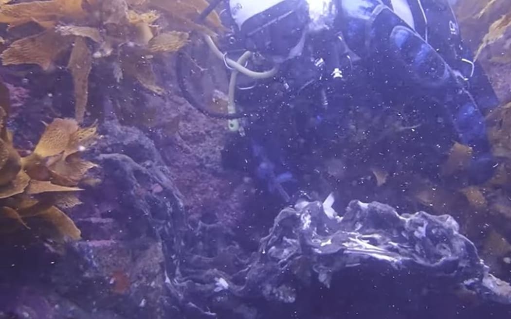 A marine heatwave in the Hauraki Gulf has caused seas sponges to become fouled by microalgae and show signs of bleaching, while in extreme cases some large sponges appear to be melting off the reef.