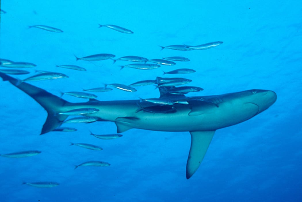 A school of fish trails a Galapagos shark near the Kermadec Islands.