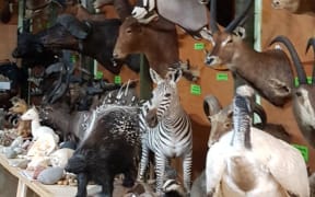 John Ward's Taranaki animal collection