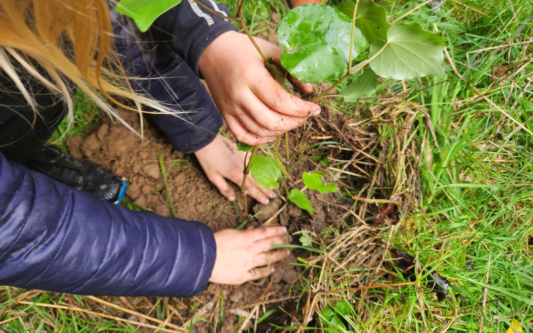 Schoolchildren planting kawakawa on Waihinga Farm's QEII block