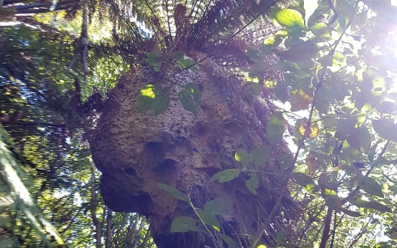 An enormous wasp nest near Lake Rotorua