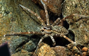 Shady Fishing Spider