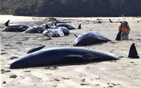 DOC ranger Phred Dobbins with the stranded whales at Doughboy Bay, Stewart Island.