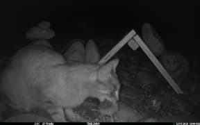 Feral cat preys on black-fronted tern chicks, Dec 2024, DOC