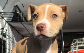 The eight-week old puppy was found on the side of the road.