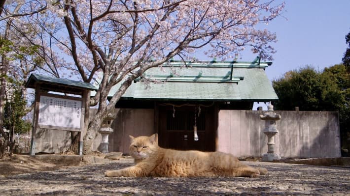 The Cats of Gokogu Shrine is the latest film from Japanese filmmaker Kazuhiro Soda