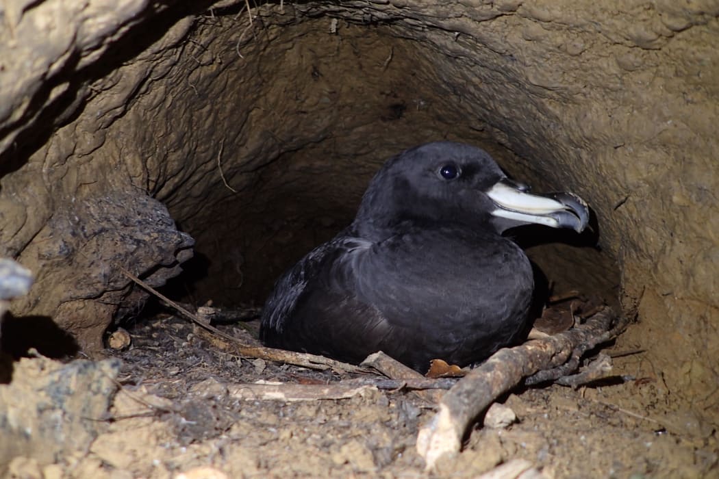 Fledgling Westland Petrels remain in their burrows during the day, but emerge at night to try for their first flight out to sea.