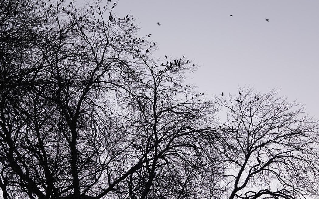 Birds in central Palmerston North.