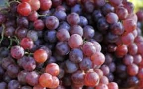grapes
