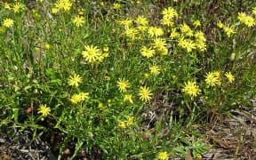 Perennial Madagascar ragwort (Senecio madagascariensis) could grow up to 50cm tall in ideal conditions, and had multiple branches, long leaves and many flowers. It is very similar in appearance to gravel groundsel (Senecio skirrhodon).