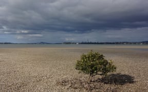 Within view of Auckland's harbour bridge and central business district, the mangrove stands on Motu Manawa provide a patch of urban wilderness.