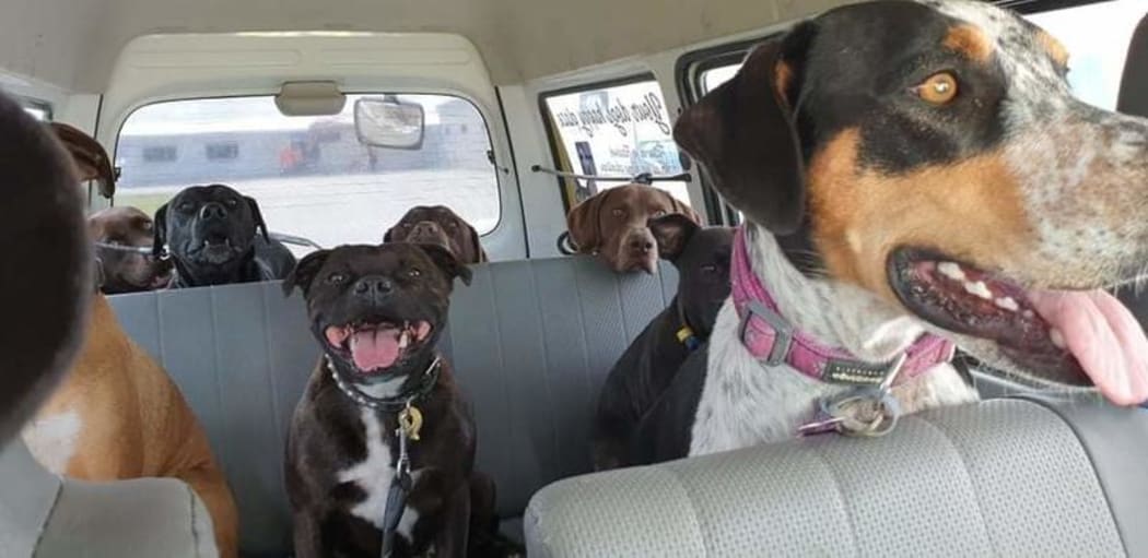 Dogs on a Dog's Day Out, Gisborne