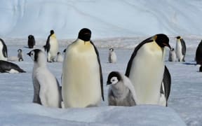 Emperor penguins in Antarctica.
