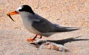 The fairy tern is New Zealand's most endangered bird.