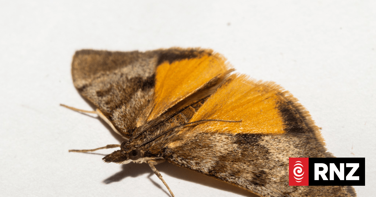 Critter of the Week: the Kowhai moth | RNZ