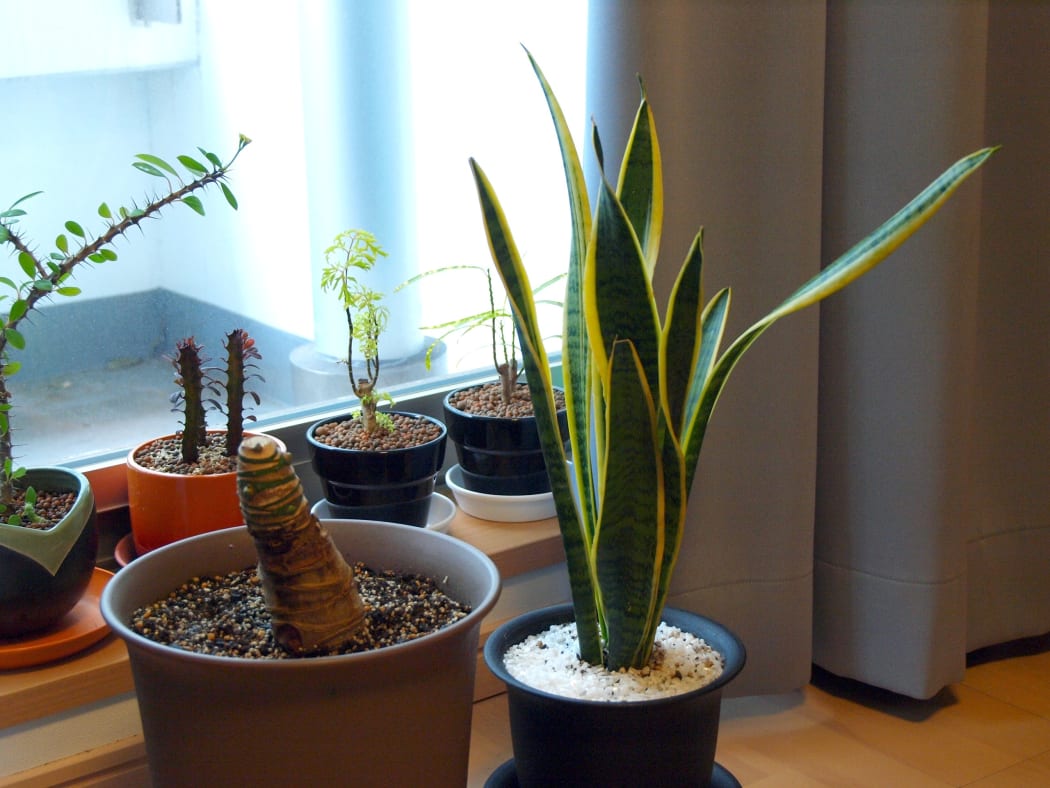 Indoor plants