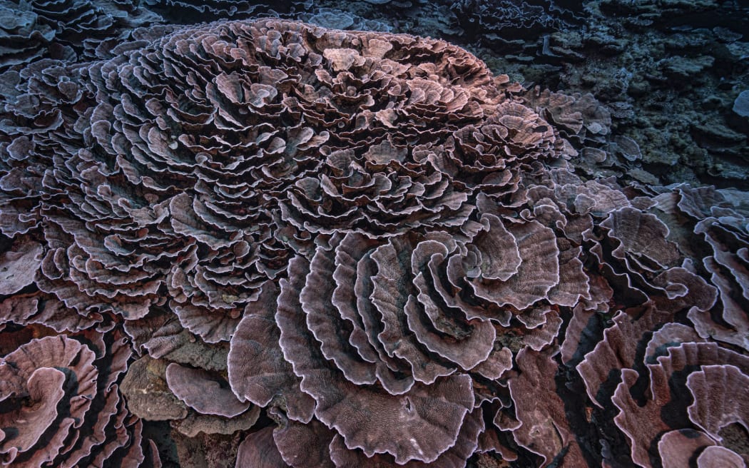 A coral reef site in pristine condition has been opened to the eyes of the world in French Polynesia