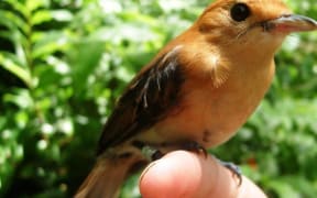 The Kakerori or Rarotonga Flycatcher is an endangered Cook Islands bird species that was brought back from the brink of extinction in the 1990s by local conservation efforts.