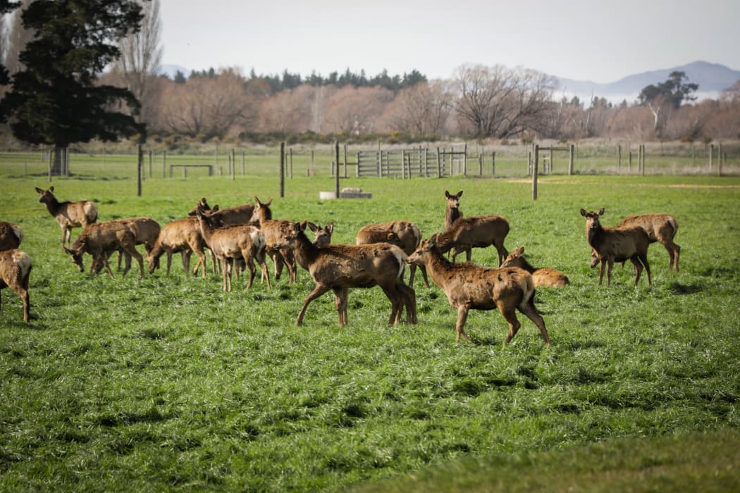 Venison farmers deal with Covid-19 fall out
