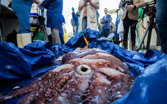 The taningia genus 60kg squid that was caught near Whakaari/ White Island was taken to Massey University for dissection.
