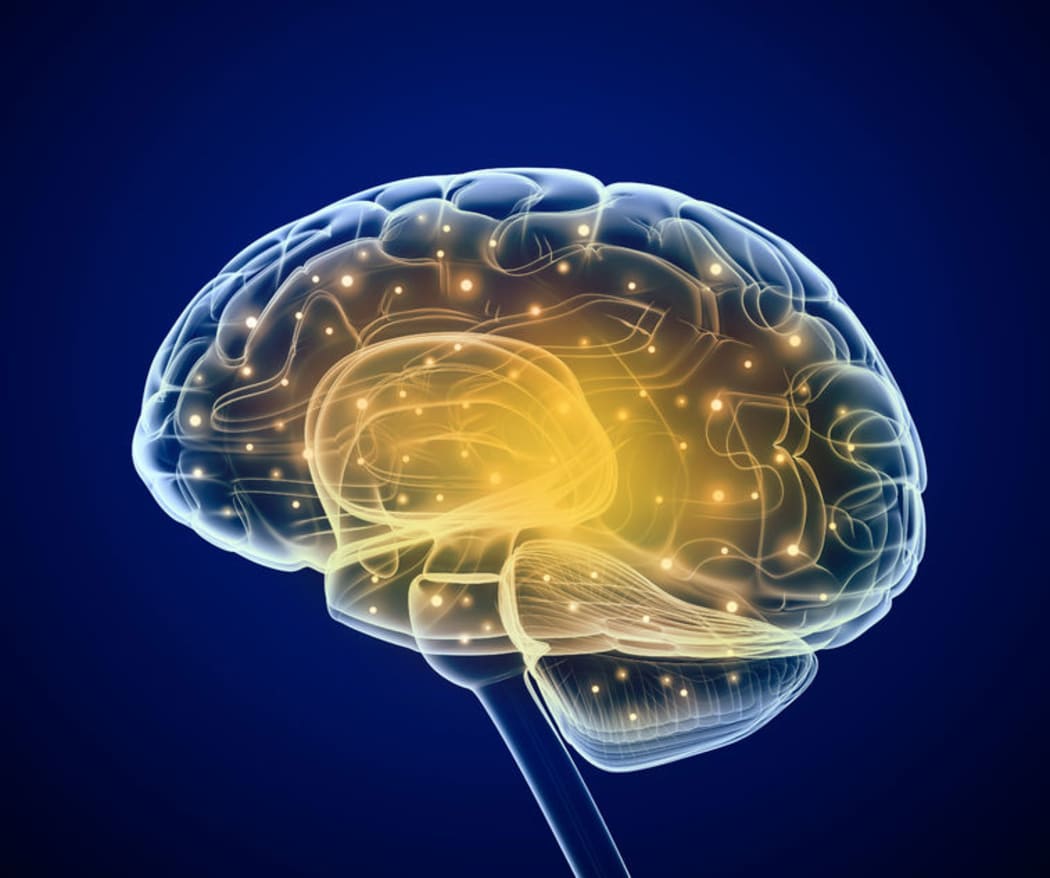 Brain