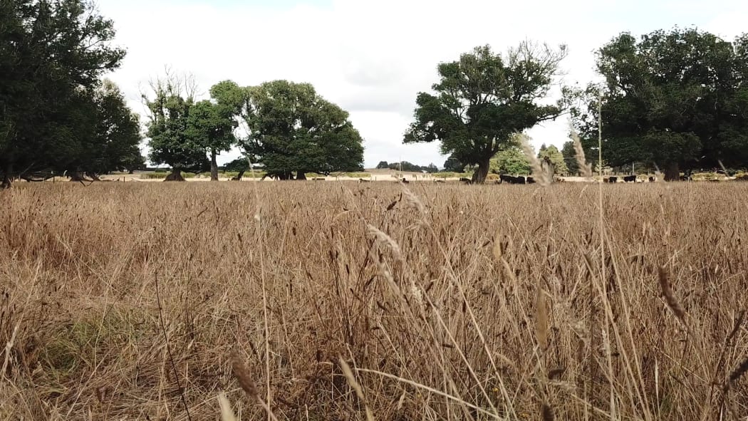 Paddocks dry from the Northland drought.
Kaikohe area
