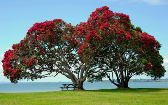 Pohutukawa