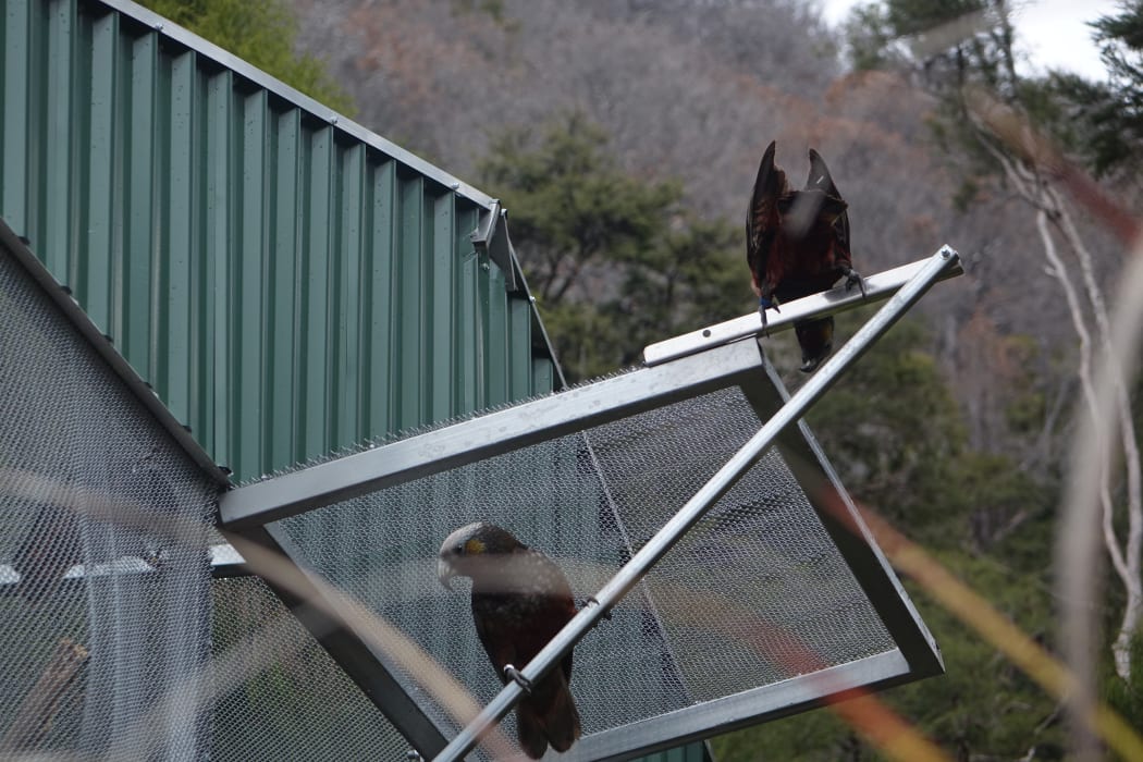 Kākā released into Abel Tasman National Park.