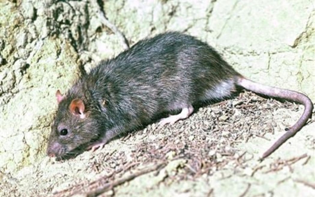 A lone Norway Rat on Motutapu Island has been tracked, and is believed to have been successfully eliminated by conservation teams, DOC said, in October 2024.