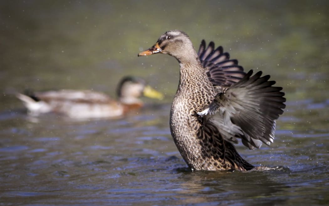 Hawke’s Bay Fish & Game is still waiting on water quality results after deceased and distressed ducks were found in Napier.