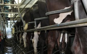 Cows in dairy shed