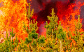 Pine forest engulfed in flames.