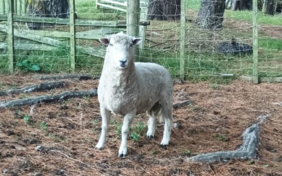 'Shaun Ramsey' the ram at Porirua City Council's pound.