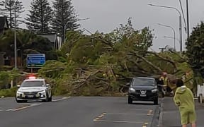 A tree closed Auckland's Manukau Road after falling across several lanes.